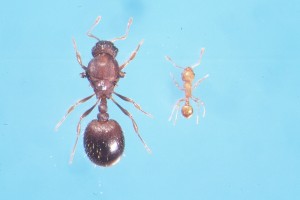 Little Fire Ant – Queen and worker ant
