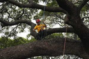 Men’s 2014 Tree Climbing Champion , Justin Donahue, during the Masters Challenge. Photo by David Leonard.