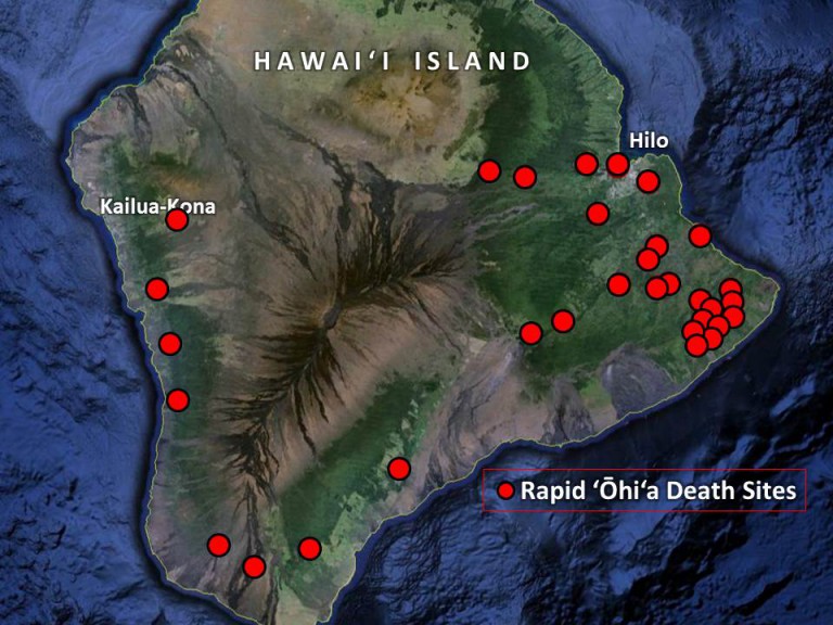 Rapid Ohia Death Information – Aloha Arborist Association