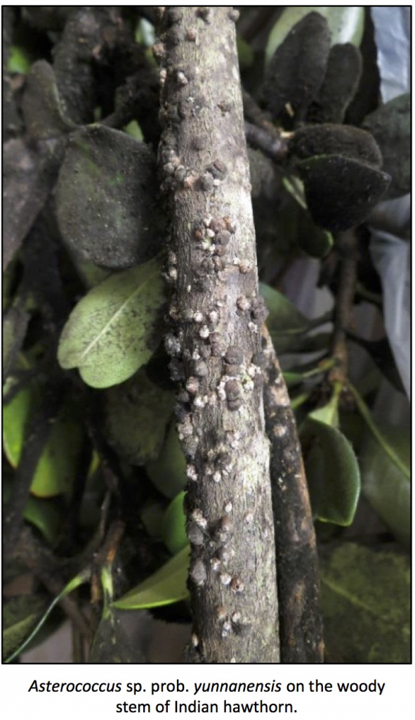 Pest of the Month – February 2018 – Aloha Arborist Association