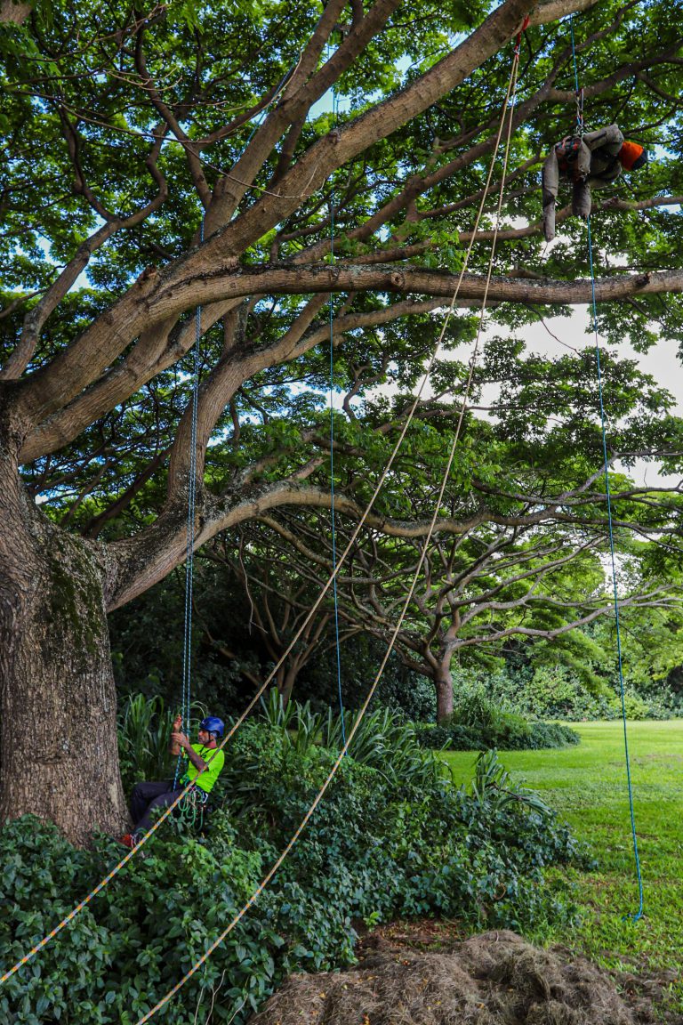 Aerial Rescue Kauai Aloha Arborist Association