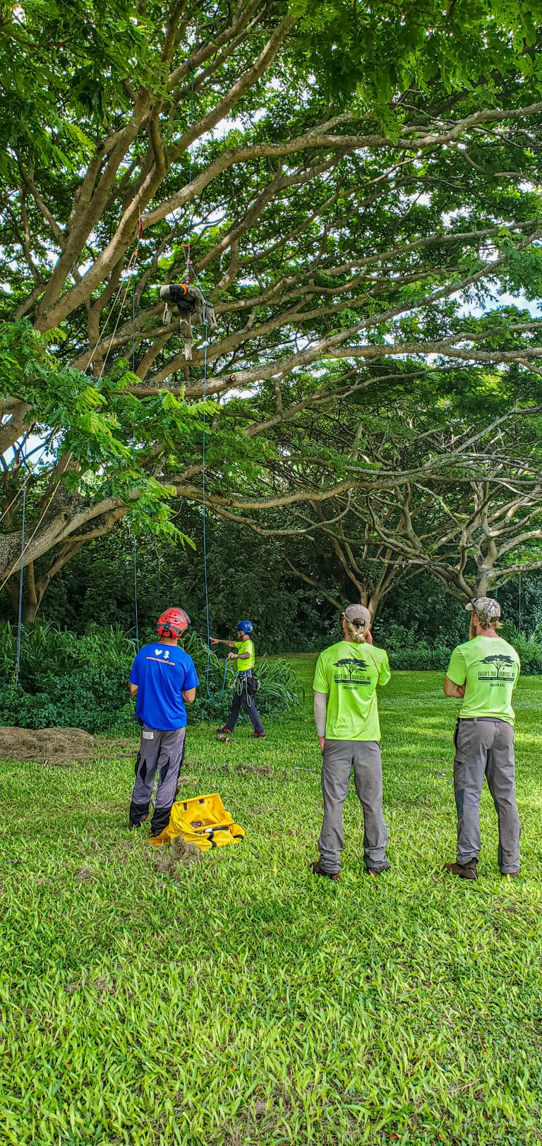 Aerial Rescue Kauai Aloha Arborist Association